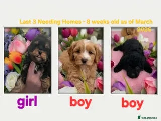 Cockapoo dogs Cockapoo puppies - Advert 12