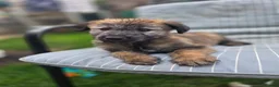 Lurcher dogs for sale: Lurcher  - Advert 4