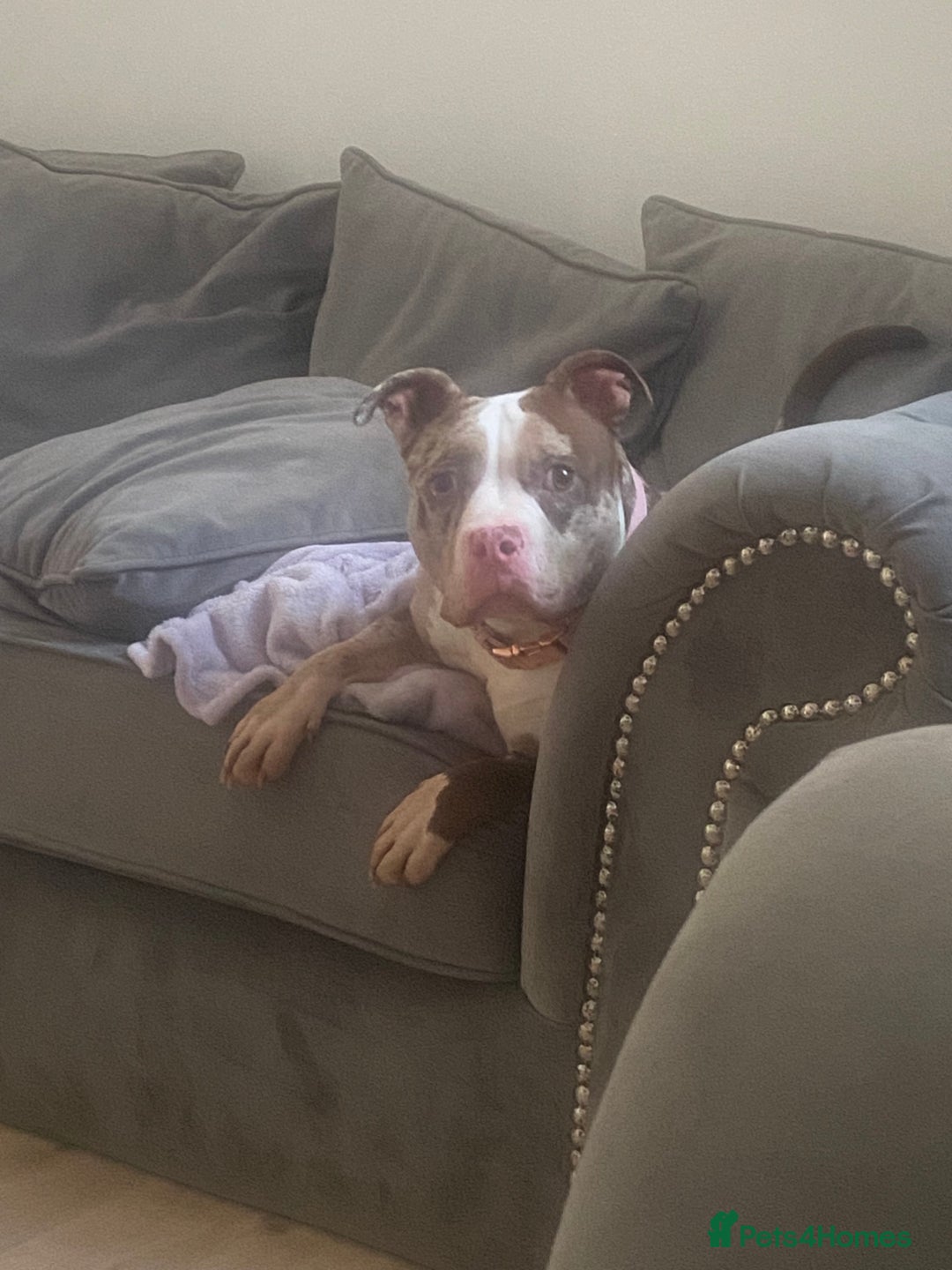 American Bully dogs for sale: Myla Merle  - Image 2