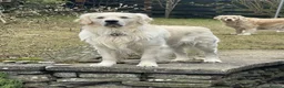Golden Retriever dogs for stud: Stunning English Cream Golden Retriever for stud - Advert 4