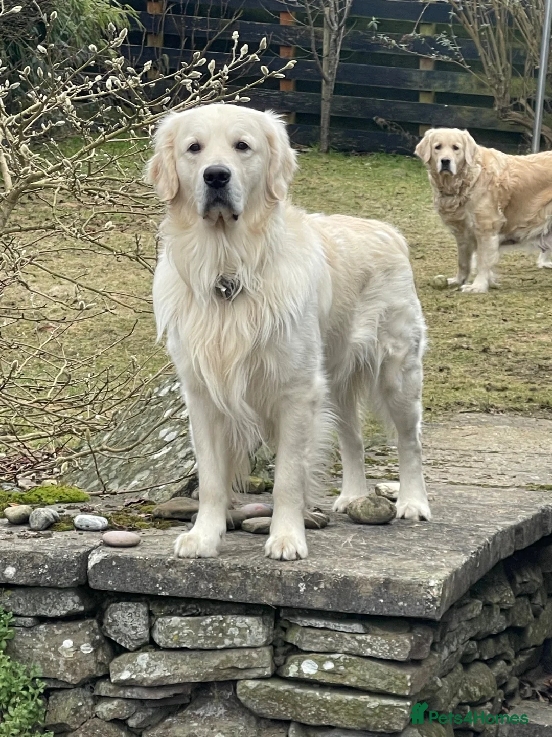 Golden Retriever dogs for stud: Stunning English Cream Golden Retriever for stud - Advert 4