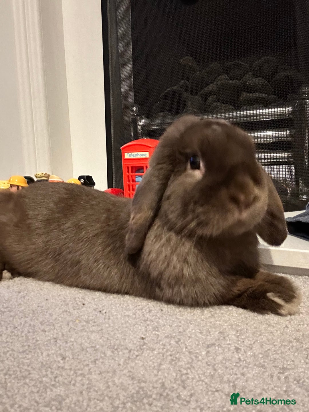Mini Lop rabbits for sale: Beautiful mini lop rabbit  - Advert 3