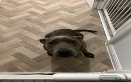 American Bull Staffy dogs for sale: Meet Sugar  - Image 3