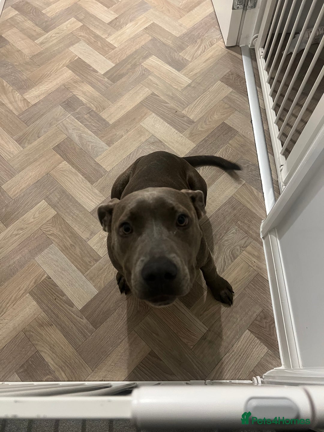 American Bull Staffy dogs for sale: Meet Sugar  - Image 3