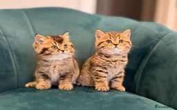 British Shorthair cats for sale: British Shorthair GCCF Pedigree Champion Kittens ✨ - Image 2