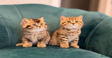 British Shorthair cats - Advert 8