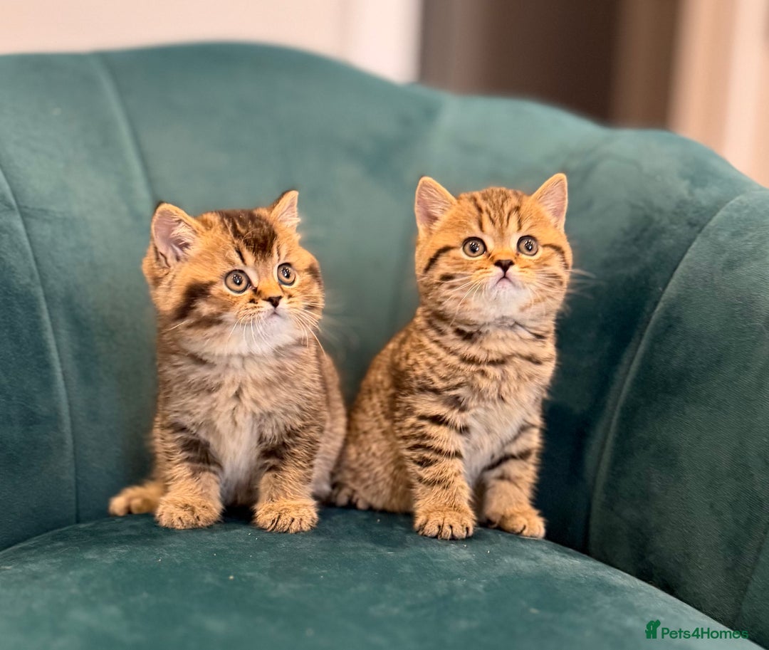 British Shorthair cats for sale: British Shorthair GCCF Pedigree Champion Kittens ✨ - Image 2