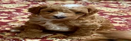 Cavapoo dogs for sale: Exceptional Pups Raised by a Professional Trainer. - Advert 34