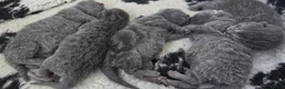 British Shorthair cats for sale: 4 gorgeous British short hair kittens - Advert 7