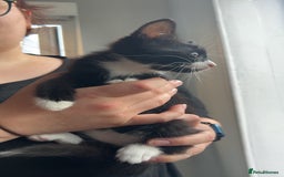 Mixed Breed cats for sale: 2 beautiful kittens - Image 4