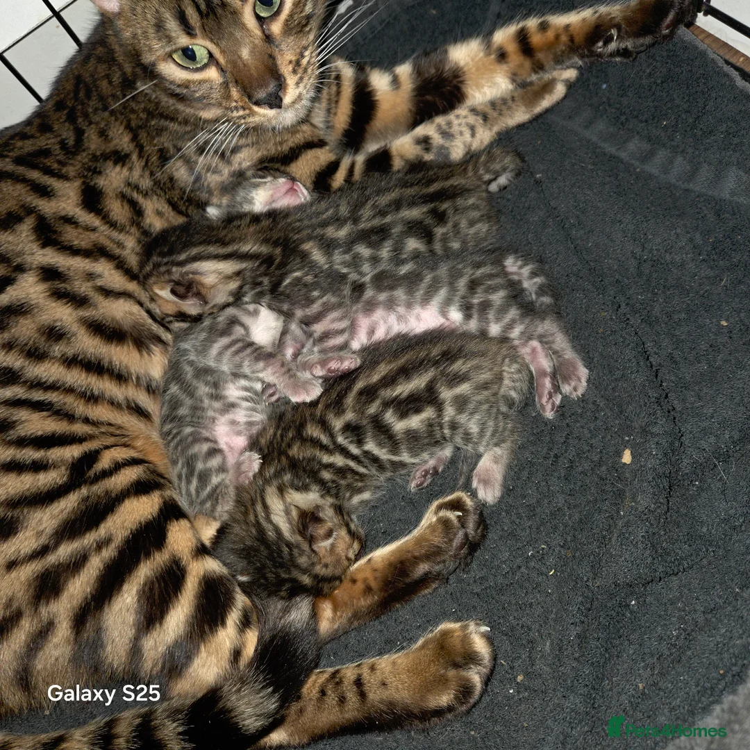 Bengal cats for sale: 4 Pure Bengal Kittens  - Advert 6
