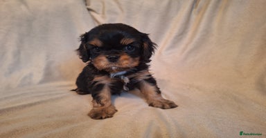 Cavalier King Charles Spaniel dogs - Advert 12