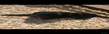 Cocker Spaniel 4