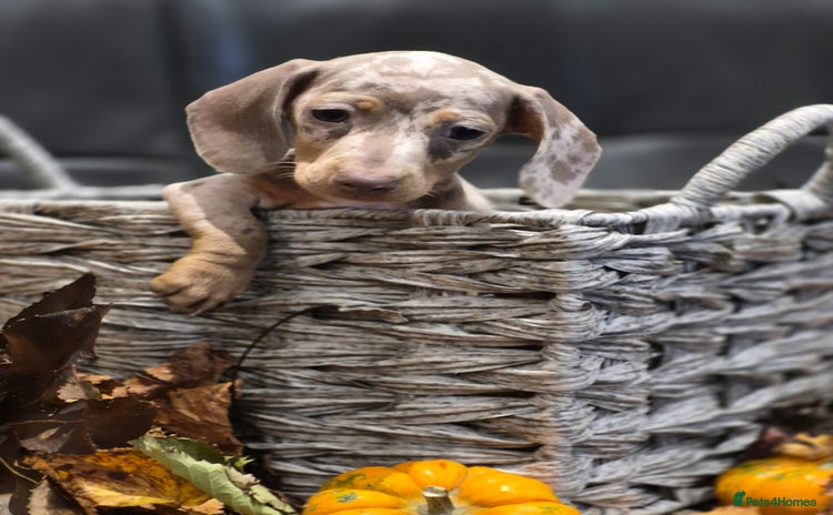 Miniature Dachshund dogs - Advert 1