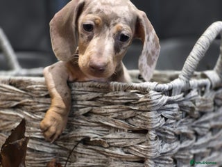 Miniature Dachshund dogs TRUE MINIATURE DASCHUND BABIES - Advert 17