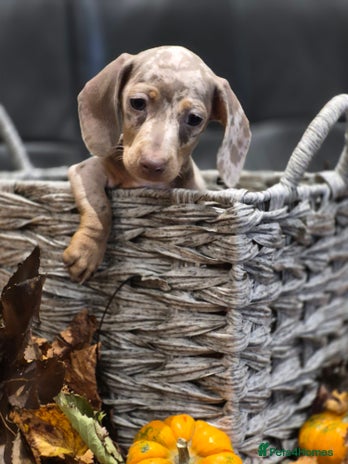 Miniature Dachshund dogs - Advert 2