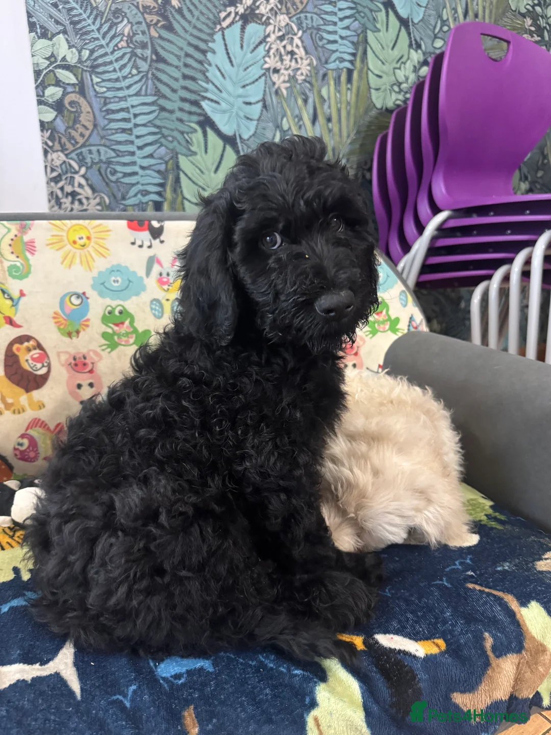 Goldendoodle dogs for sale: Golden doodle F1B stunning puppies  - Advert 24
