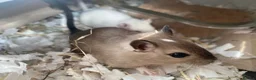 Gerbil rodents for sale: Pair of Male Gerbils in Amersham - Advert 1