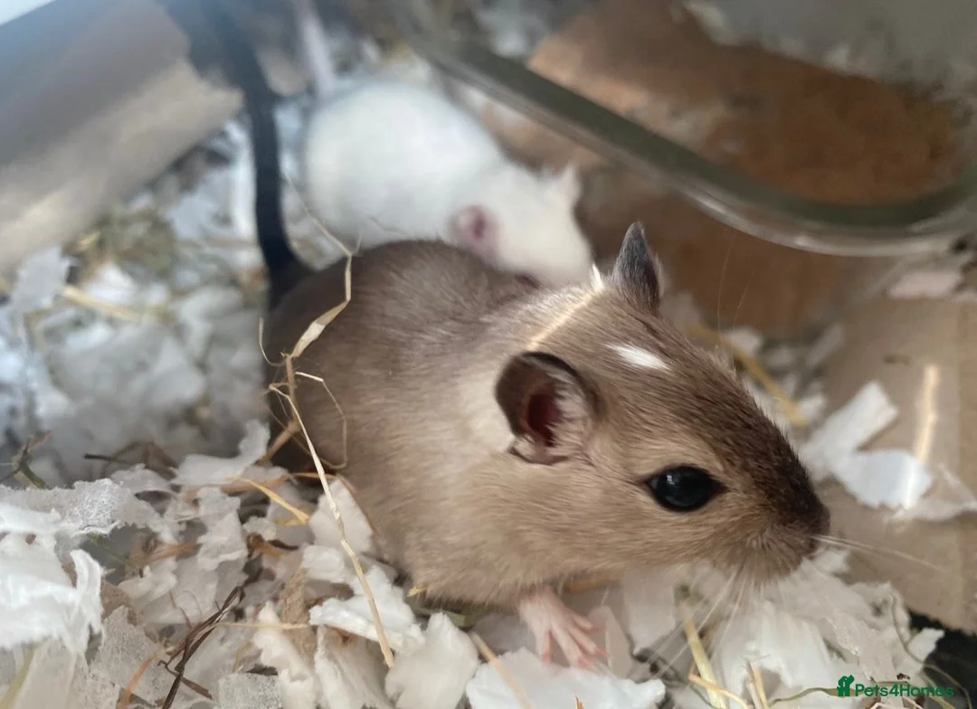 Gerbil rodents for sale: Pair of Male Gerbils in Amersham - Advert 1