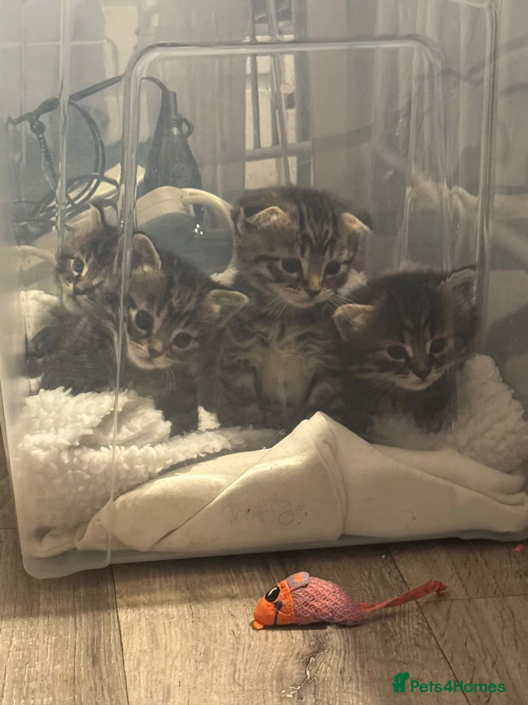 Scottish Fold cats for sale: 🐱💗💝 Ready to go on the 14th of February 💝 💗🐱 - Advert 30