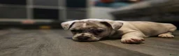 Mixed Breed dogs for sale: LAST PUP - Advert 6