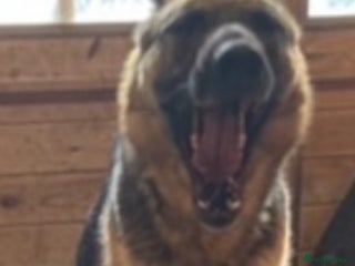 German Shepherd dogs Beautiful German shepherd Puppies - Advert 13