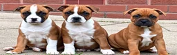 Staffordshire Bull Terrier dogs for stud: 🥨 Crufts Qualified Red SBT Stud 🥨 - Advert 15