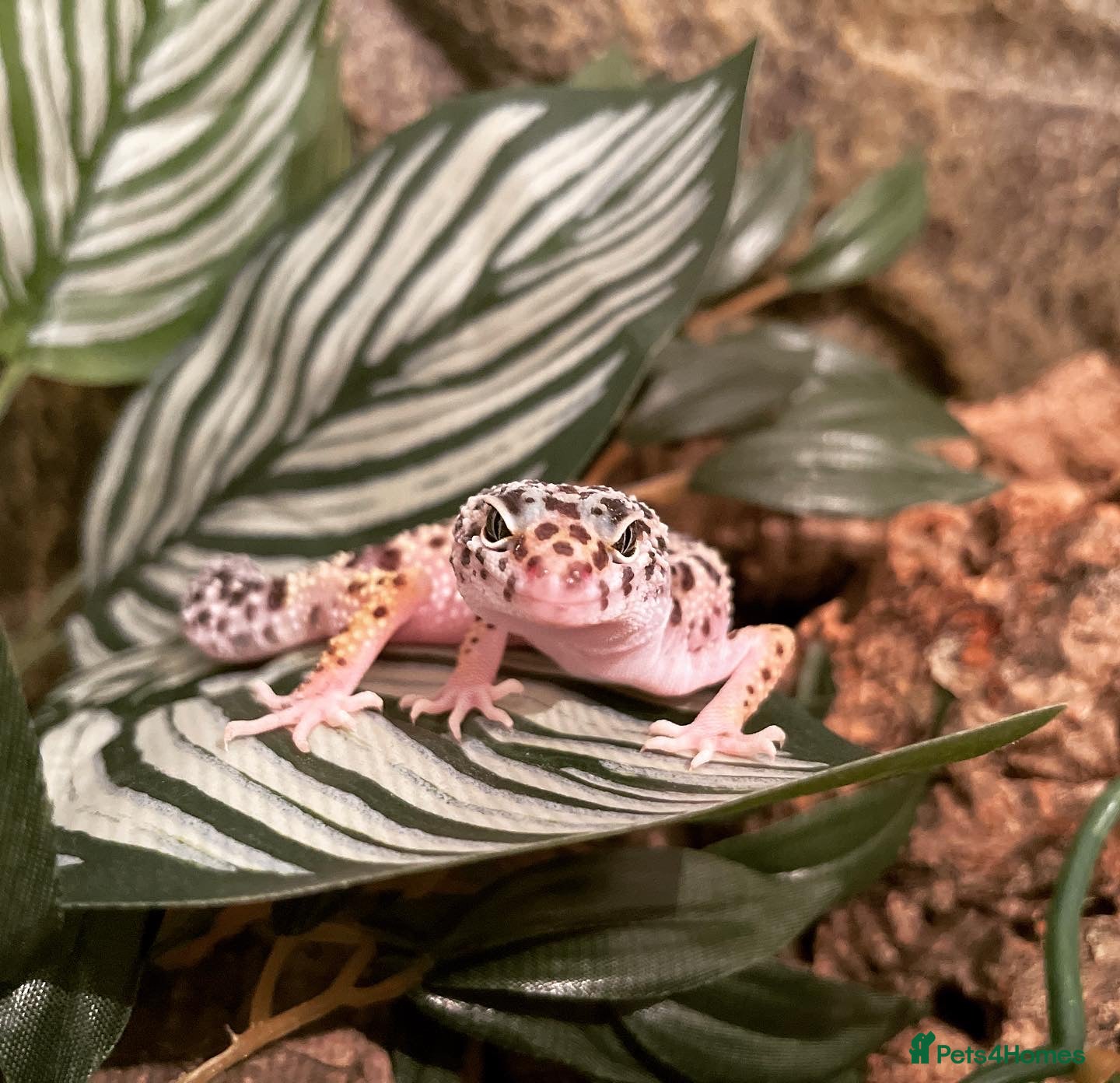 Leopard Gecko reptiles Leopard Gecko with full set up - Advert 11