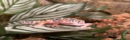 Leopard Gecko reptiles for sale: Leopard Gecko with full set up - Advert 1