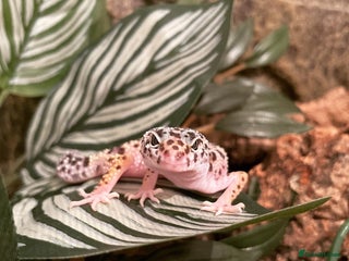 Leopard Gecko reptiles Leopard Gecko with full set up - Advert 1