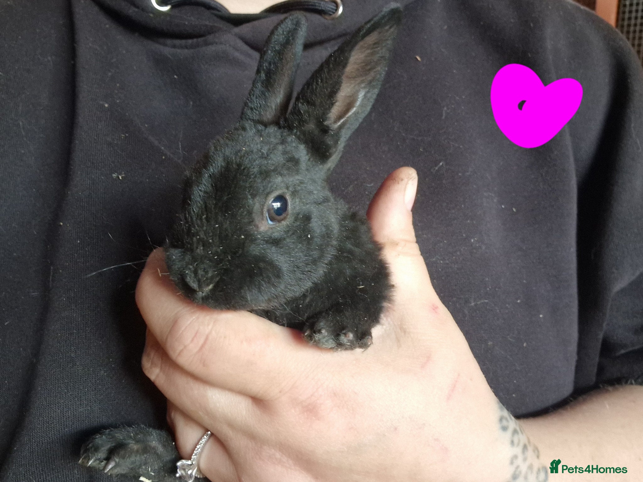 Mini Lop rabbits for sale: Mini lops  - Advert 7