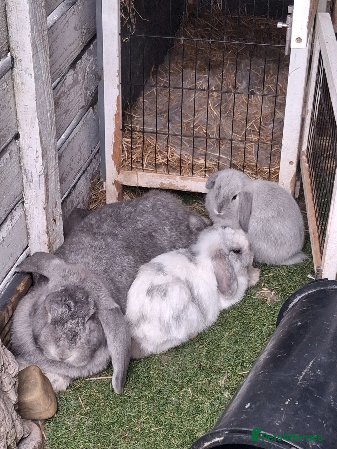 Mixed Breed rabbits for sale: Miniature lop/french lop - Advert 4