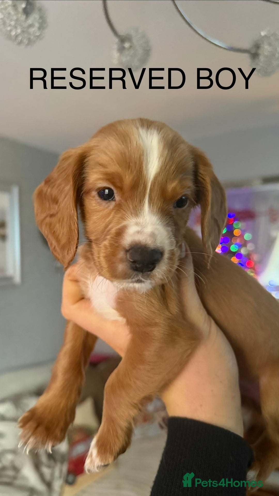 Cocker Spaniel dogs for sale: Cocker spaniel puppies  - Advert 23