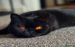 British Shorthair cats for sale: Superb British Short Hair kittens  in Bradford - Image 21