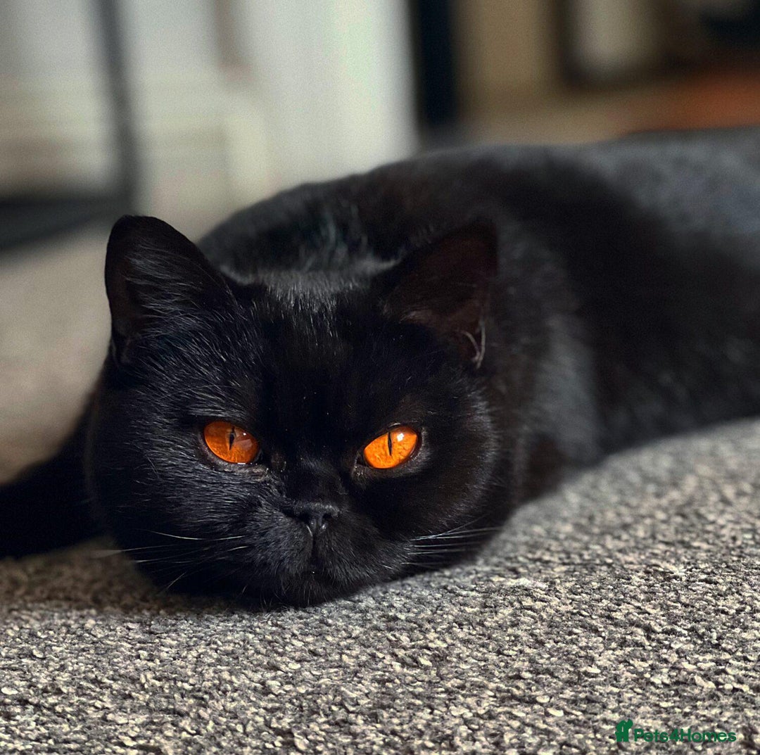British Shorthair cats for sale: Superb British Short Hair kittens  in Bradford - Image 21