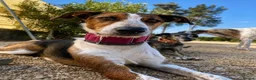 Mixed Breed dogs for adoption: 🐶Rocky the perfect pack companion 😍  - Advert 1