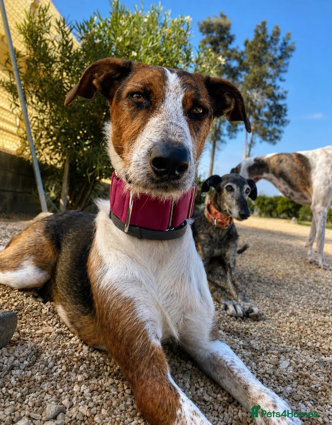 Mixed Breed dogs for adoption: 🐶Rocky the perfect pack companion 😍  - Advert 1