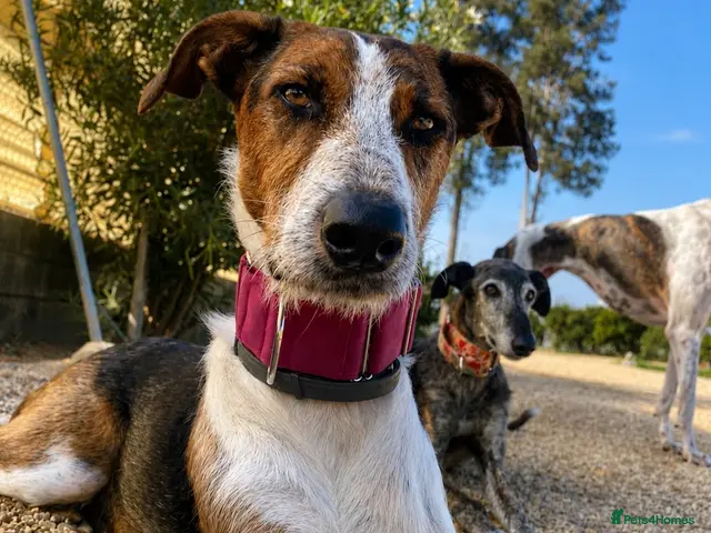 Mixed Breed dogs for adoption: 🐶Benji , the perfect pack companion 😍 - Advert 1