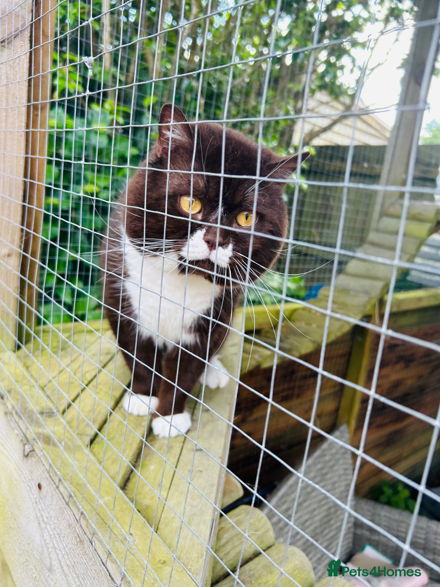 British Shorthair cats GCCF STUD FOR SALE : OPEN TO OFFER  - Advert 1