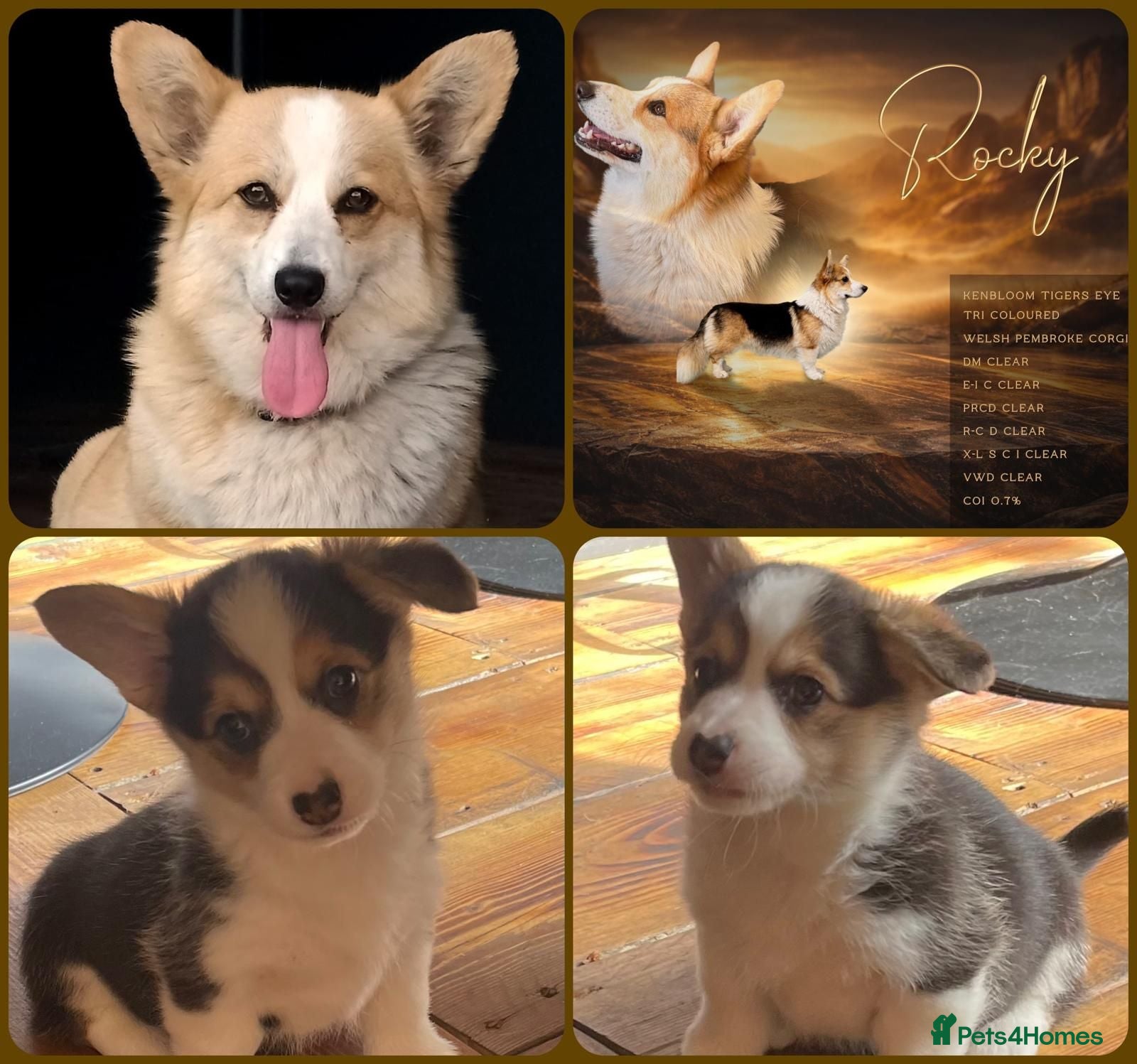 Welsh Corgi Pembroke dogs KC registered health tested parents  - Advert 17