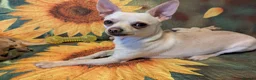 Chihuahua dogs for sale: Chihuahua Boy - Advert 5