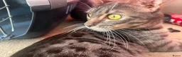 Mixed Breed cats for sale: Beautiful half Bengal and half moggy kittens - Advert 4