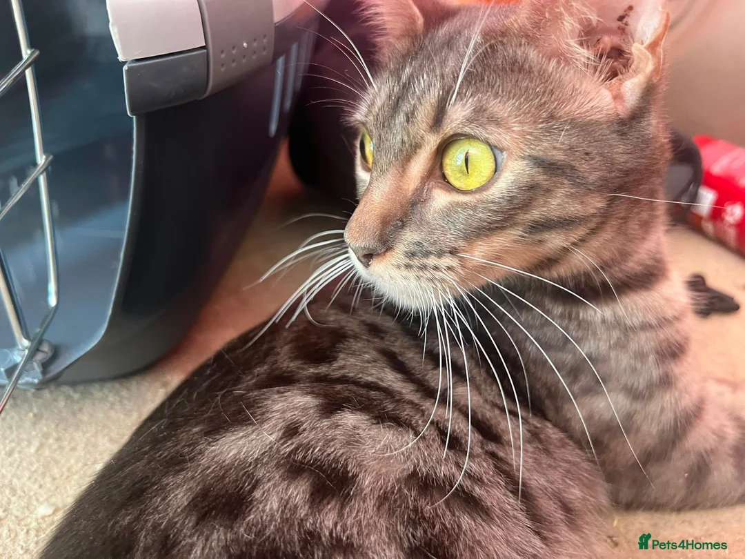 Mixed Breed cats for sale: Beautiful half Bengal and half moggy kittens - Advert 4