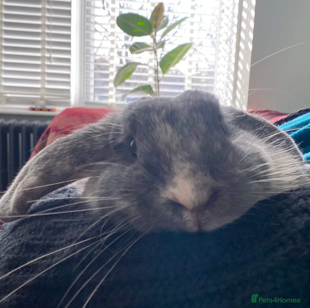 Mini Lop rabbits for sale: Sherlock neutered male (4 y/o) - Advert 1