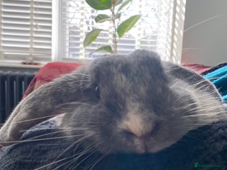 Mini Lop rabbits Sherlock neutered male (4 y/o) - Advert 1