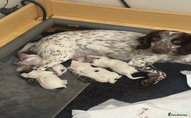 Sprocker dogs - Advert 1