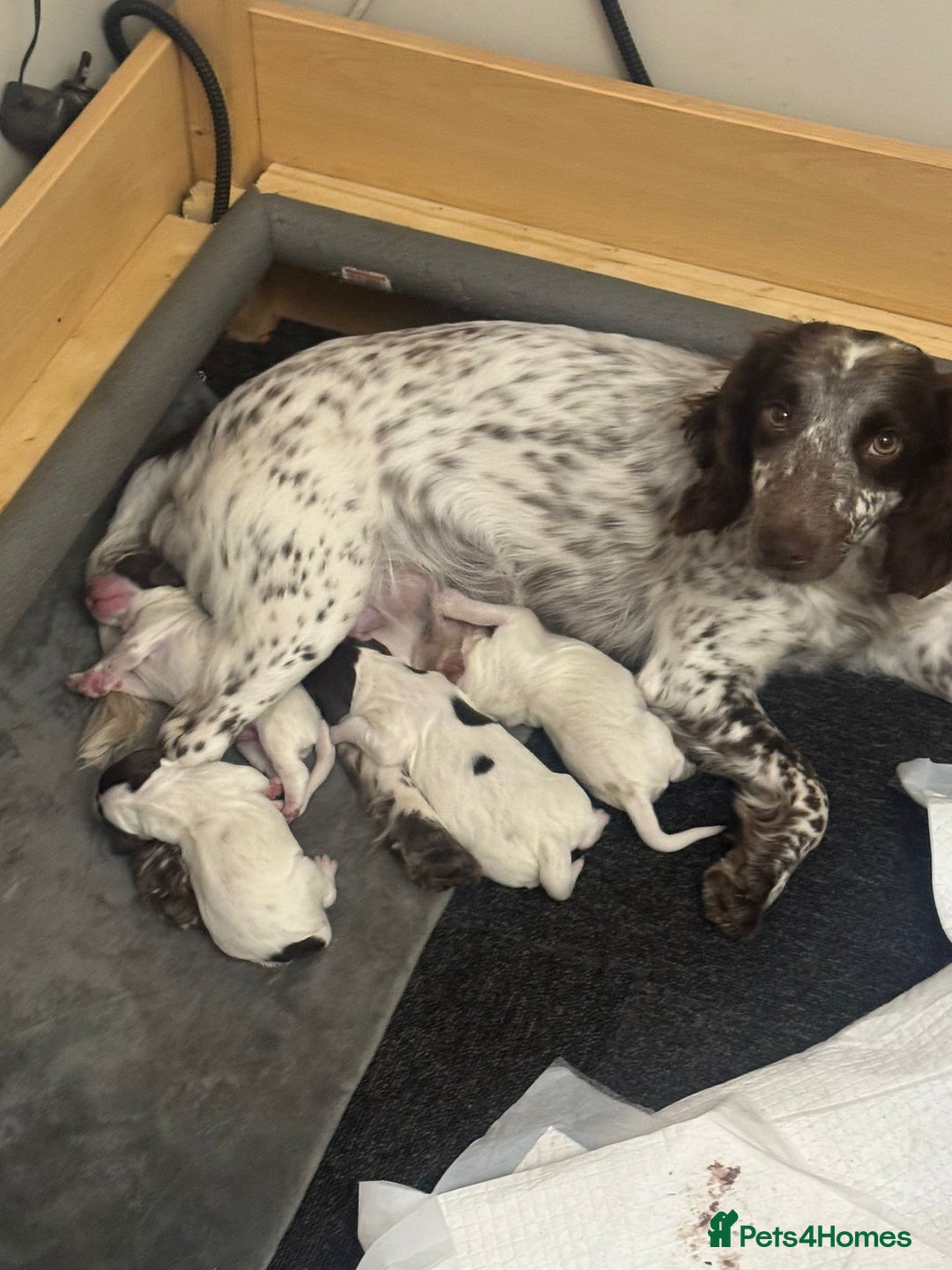 Sprocker dogs for sale: Beautiful Sprocker puppies  - Image 1