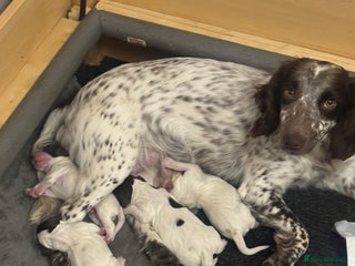 Sprocker dogs for sale - Advert 1
