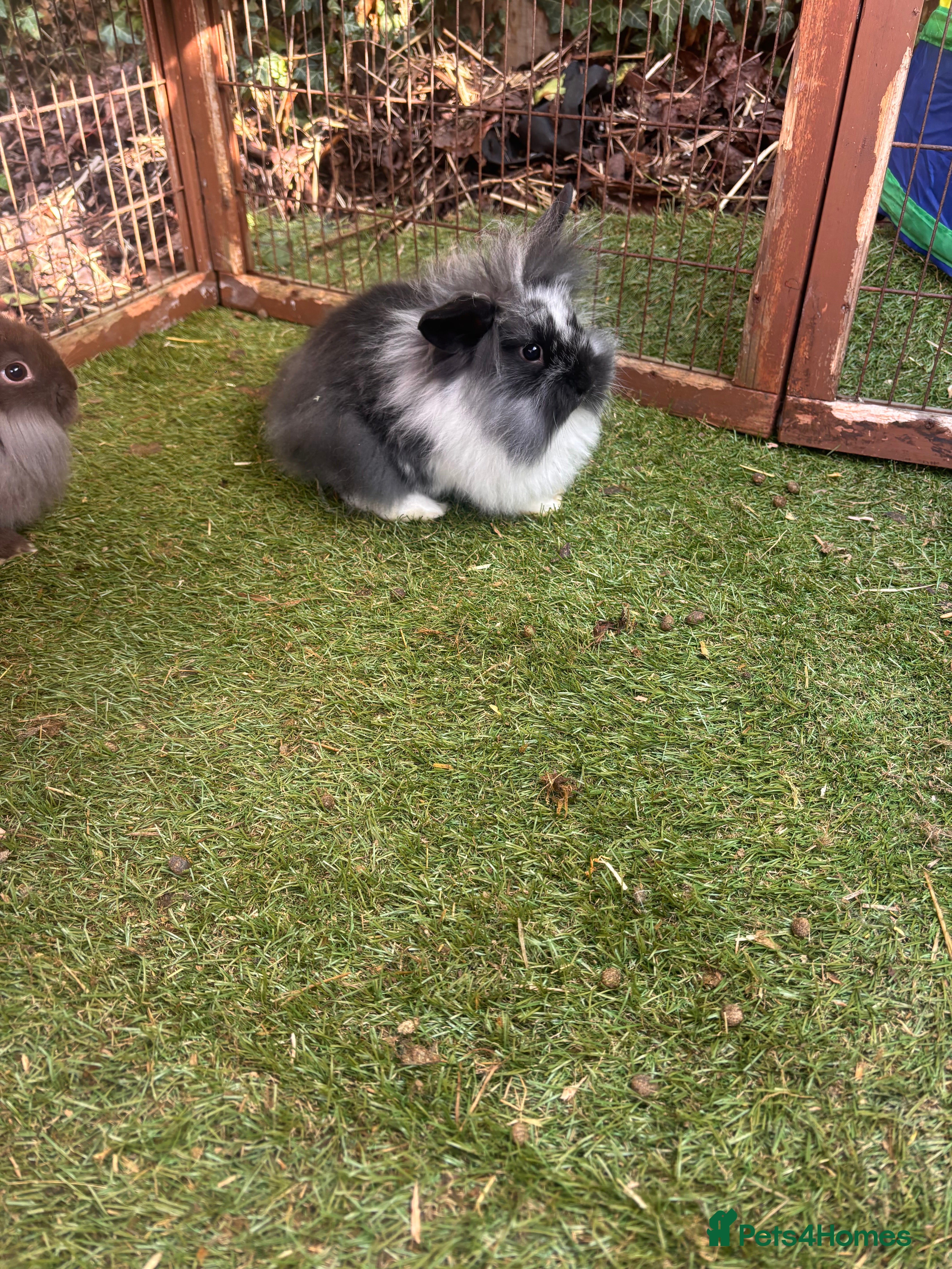Mini Lion Lop rabbits Mini lion lops  - Advert 13