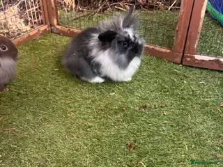 Mini Lion Lop rabbits Mini lion lops - Advert 13